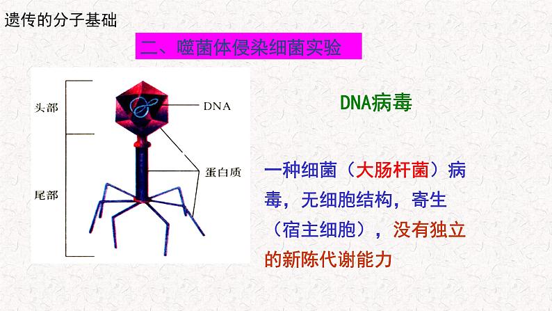 3.1.2 核酸是遗传物质 课件-浙科版高中生物必修2遗传与进化(共19张PPT)02