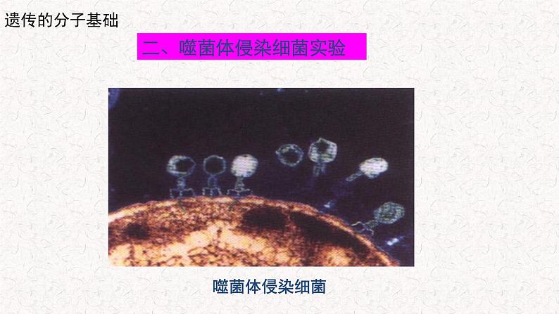 3.1.2 核酸是遗传物质 课件-浙科版高中生物必修2遗传与进化(共19张PPT)03