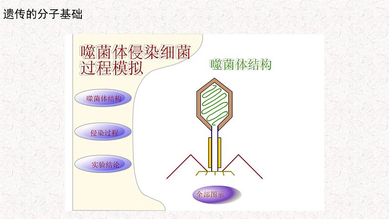 3.1.2 核酸是遗传物质 课件-浙科版高中生物必修2遗传与进化(共19张PPT)04