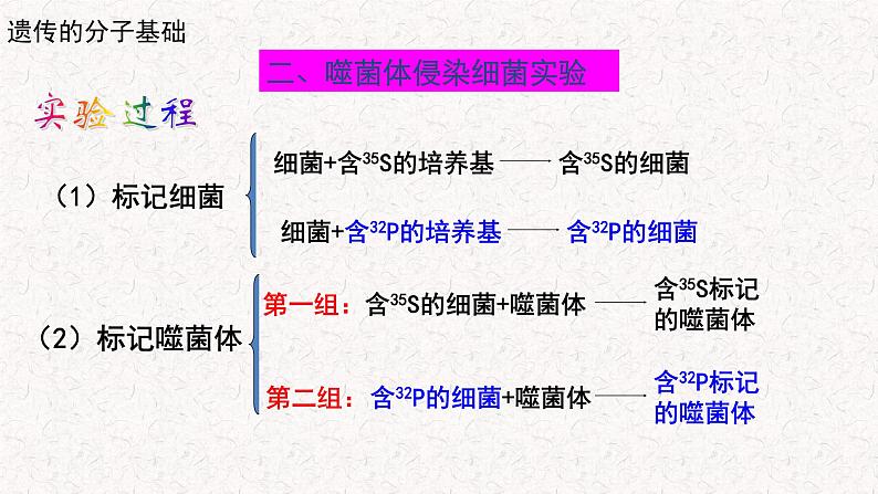 3.1.2 核酸是遗传物质 课件-浙科版高中生物必修2遗传与进化(共19张PPT)06