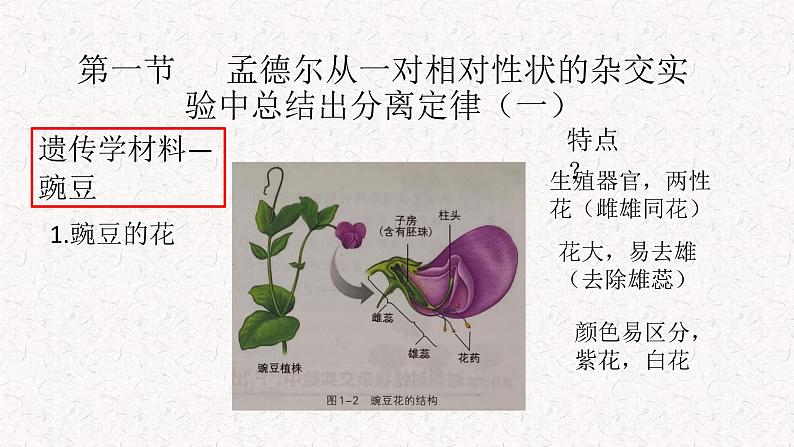 1.1.1 孟德尔从一对相对性状的杂交实验中总结出分离定律 课件-浙科版高中生物必修2遗传与进化(共20张PPT)06