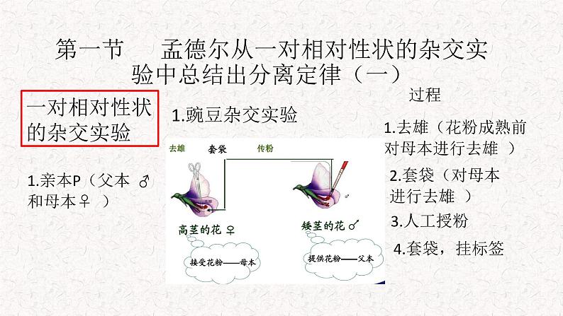 1.1.1 孟德尔从一对相对性状的杂交实验中总结出分离定律 课件-浙科版高中生物必修2遗传与进化(共20张PPT)08