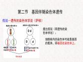 2.2 基因伴随染色体传递 课件-浙科版高中生物必修2遗传与进化(共21张PPT)