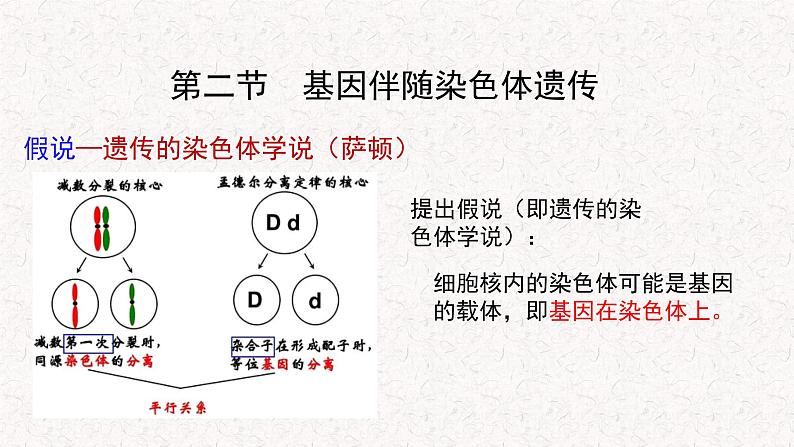 2.2 基因伴随染色体传递 课件-浙科版高中生物必修2遗传与进化(共21张PPT)04