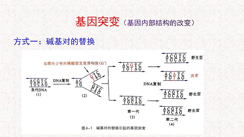 4.1 基因突变可能引起性状改变 课件-浙科版高中生物必修2遗传与进化(共22张PPT)04