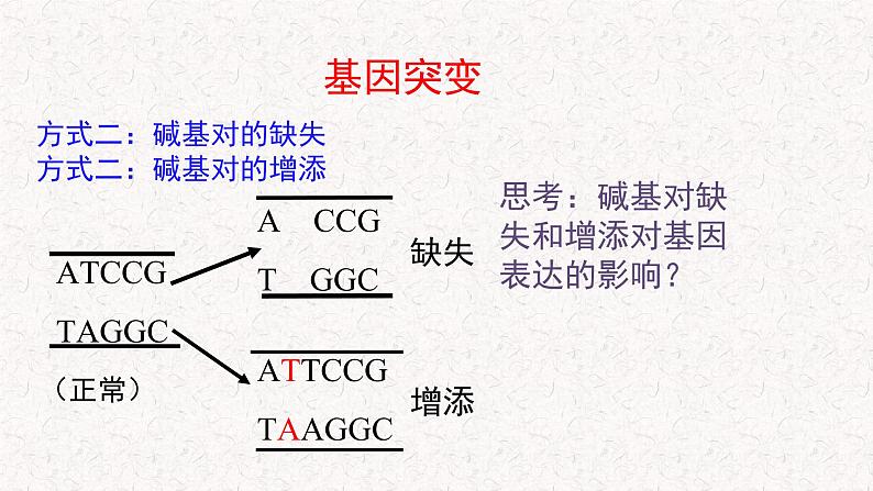 4.1 基因突变可能引起性状改变 课件-浙科版高中生物必修2遗传与进化(共22张PPT)05