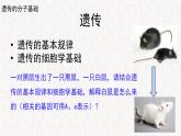 3.1.1 核酸是遗传物质 课件-浙科版高中生物必修2遗传与进化(共16张PPT)
