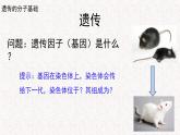 3.1.1 核酸是遗传物质 课件-浙科版高中生物必修2遗传与进化(共16张PPT)
