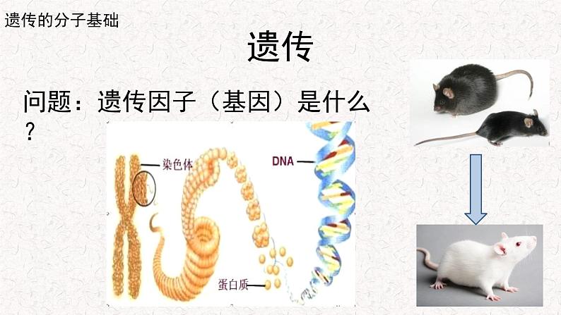 3.1.1 核酸是遗传物质 课件-浙科版高中生物必修2遗传与进化(共16张PPT)04