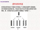 3.3 DNA通过复制传递遗传信息 课件-浙科版高中生物必修2遗传与进化(共16张PPT)
