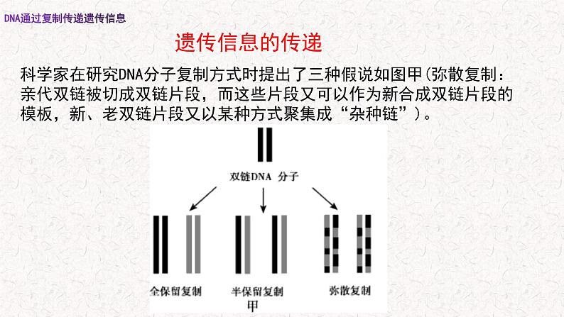3.3 DNA通过复制传递遗传信息 课件-浙科版高中生物必修2遗传与进化(共16张PPT)第2页