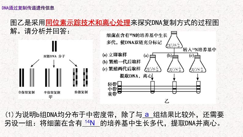 3.3 DNA通过复制传递遗传信息 课件-浙科版高中生物必修2遗传与进化(共16张PPT)第4页