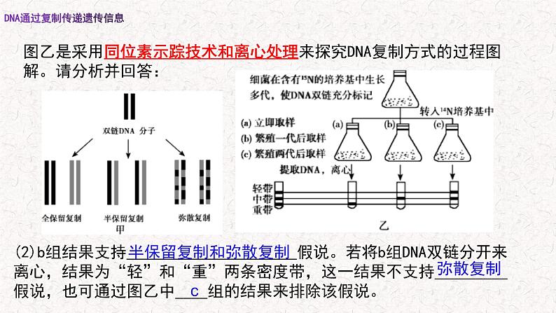 3.3 DNA通过复制传递遗传信息 课件-浙科版高中生物必修2遗传与进化(共16张PPT)第5页
