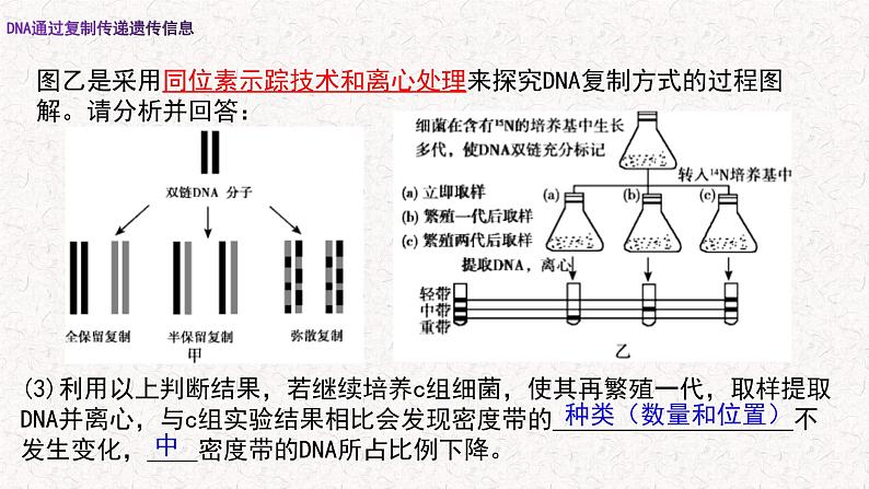 3.3 DNA通过复制传递遗传信息 课件-浙科版高中生物必修2遗传与进化(共16张PPT)第6页