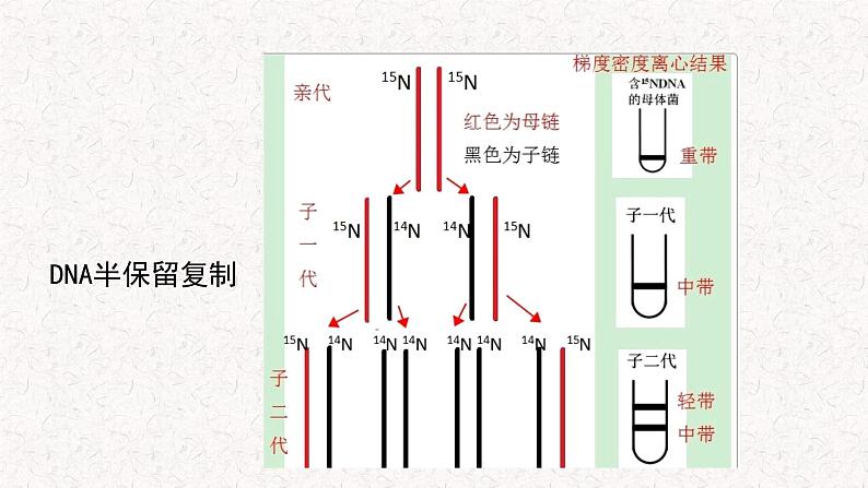 3.3 DNA通过复制传递遗传信息 课件-浙科版高中生物必修2遗传与进化(共16张PPT)第7页