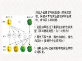 4.2 基因重组使子代出现变异 课件-浙科版高中生物必修2遗传与进化(共12张PPT)