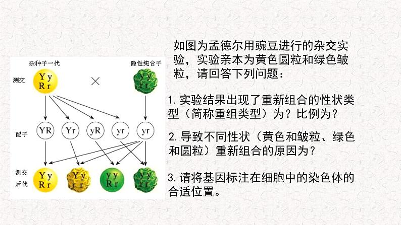 4.2 基因重组使子代出现变异 课件-浙科版高中生物必修2遗传与进化(共12张PPT)第2页