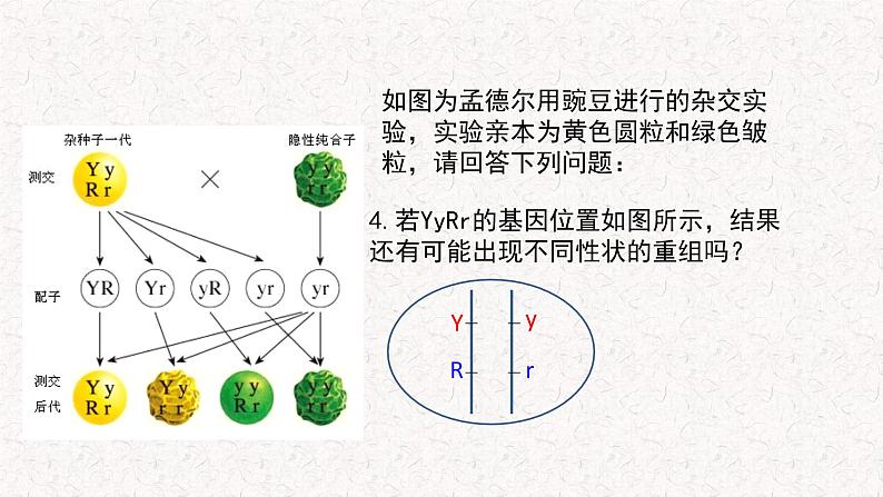 4.2 基因重组使子代出现变异 课件-浙科版高中生物必修2遗传与进化(共12张PPT)第3页