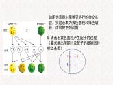 4.2 基因重组使子代出现变异 课件-浙科版高中生物必修2遗传与进化(共12张PPT)