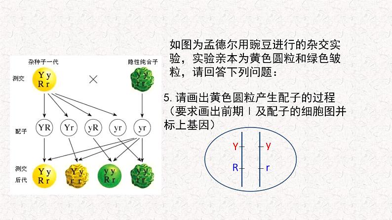 4.2 基因重组使子代出现变异 课件-浙科版高中生物必修2遗传与进化(共12张PPT)第4页