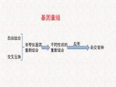 4.2 基因重组使子代出现变异 课件-浙科版高中生物必修2遗传与进化(共12张PPT)