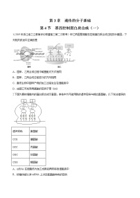 高中生物浙科版 (2019)必修2《遗传与进化》第四节 基因控制蛋白质合成当堂检测题