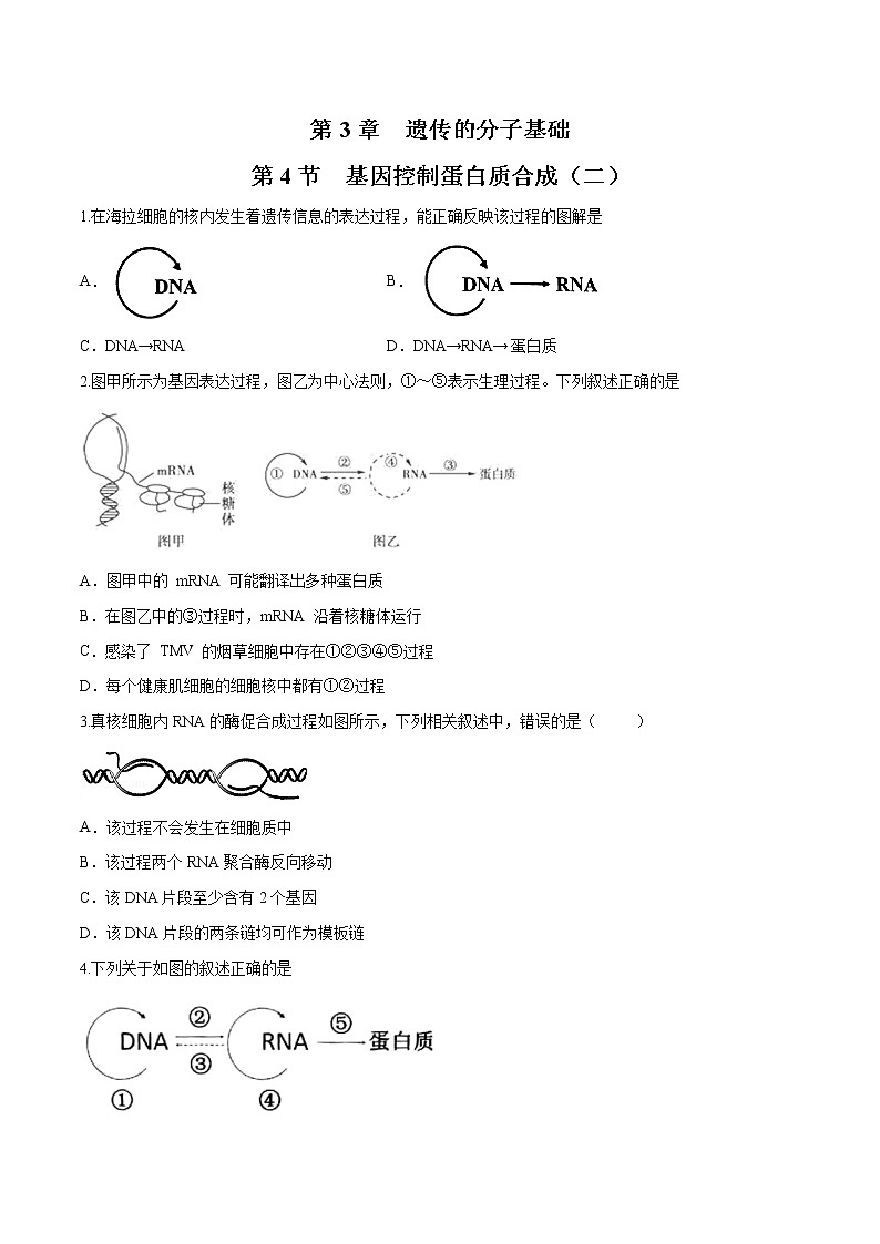 3.4.2 基因控制蛋白质合成 练习-浙科版高中生物必修2遗传与进化01