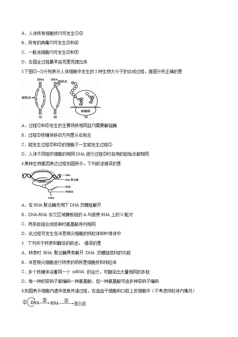 3.4.2 基因控制蛋白质合成 练习-浙科版高中生物必修2遗传与进化02