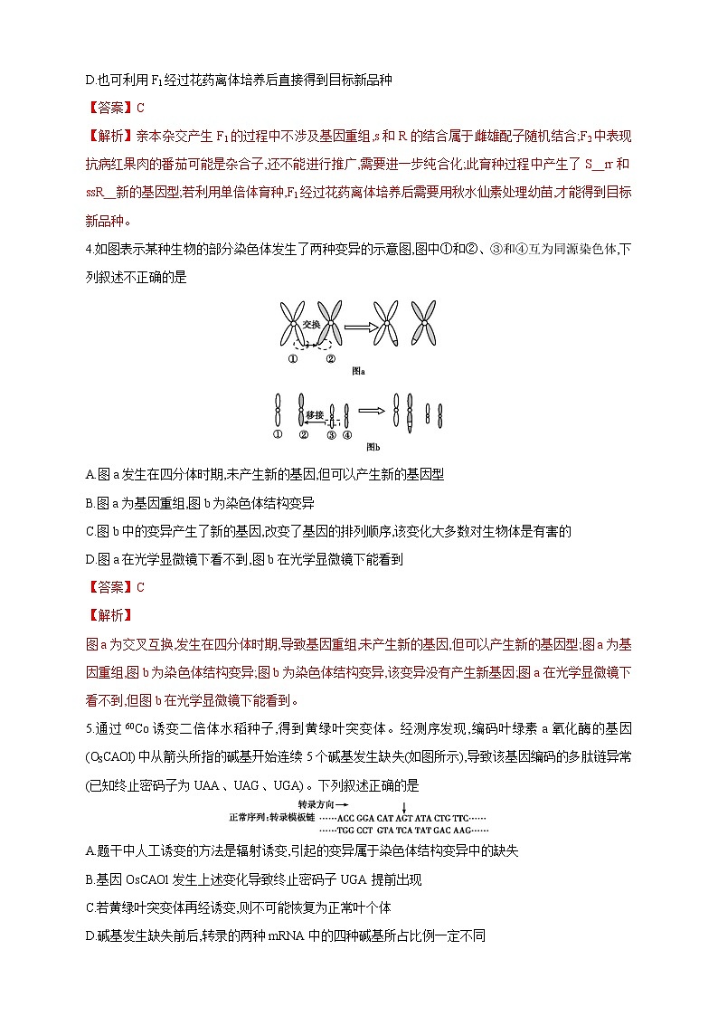 【新教材精创】4.2 基因重组使子代出现变异 练习（2）（解析版）第2页