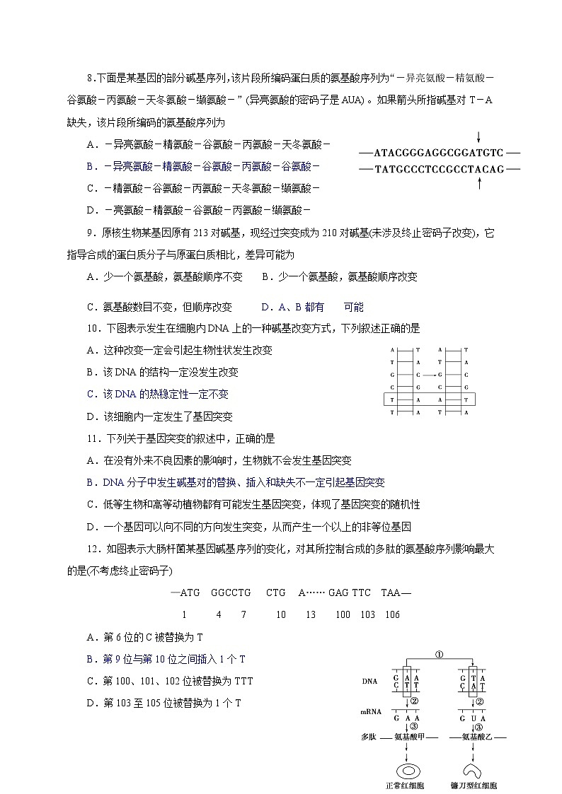 4.1 基因突变可能引起性状改变 学案2020-2021学年浙科版（2019）高一生物必修二第3页