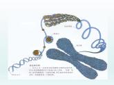 3.1 核酸是遗传物质1 课件2020-2021学年浙科版（2019）高一生物必修二