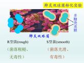 3.1 核酸是遗传物质1 课件2020-2021学年浙科版（2019）高一生物必修二