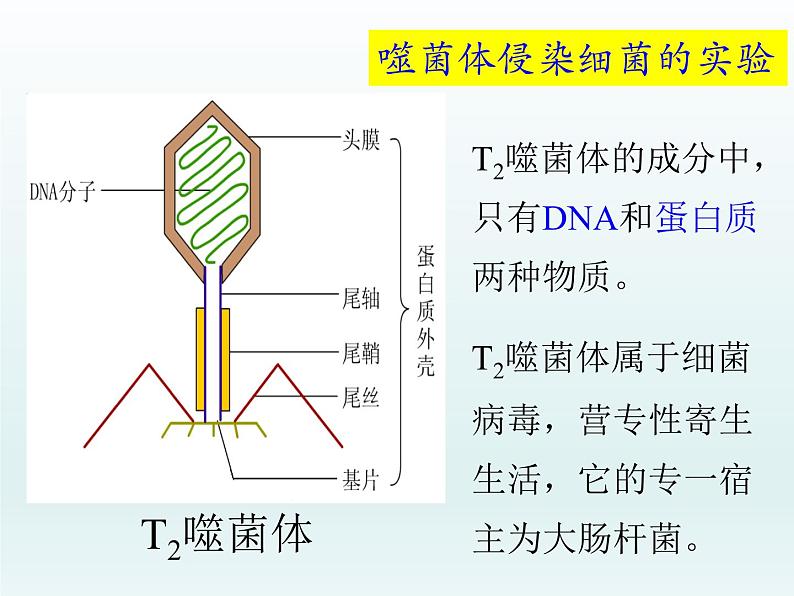 3.1 核酸是遗传物质2 课件2020-2021学年浙科版（2019）高一生物必修二03