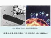 3.1 核酸是遗传物质2 课件2020-2021学年浙科版（2019）高一生物必修二
