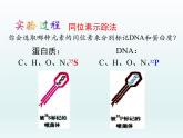 3.1 核酸是遗传物质2 课件2020-2021学年浙科版（2019）高一生物必修二
