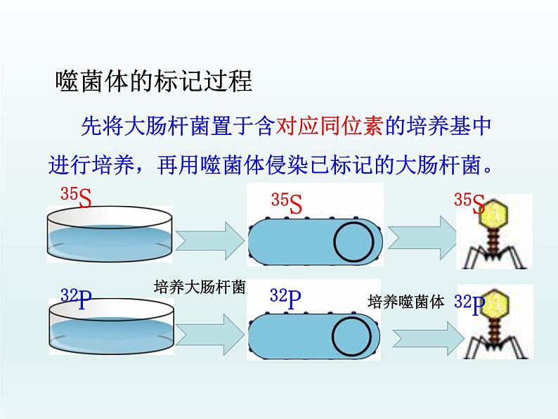 3.1 核酸是遗传物质2 课件2020-2021学年浙科版（2019）高一生物必修二06