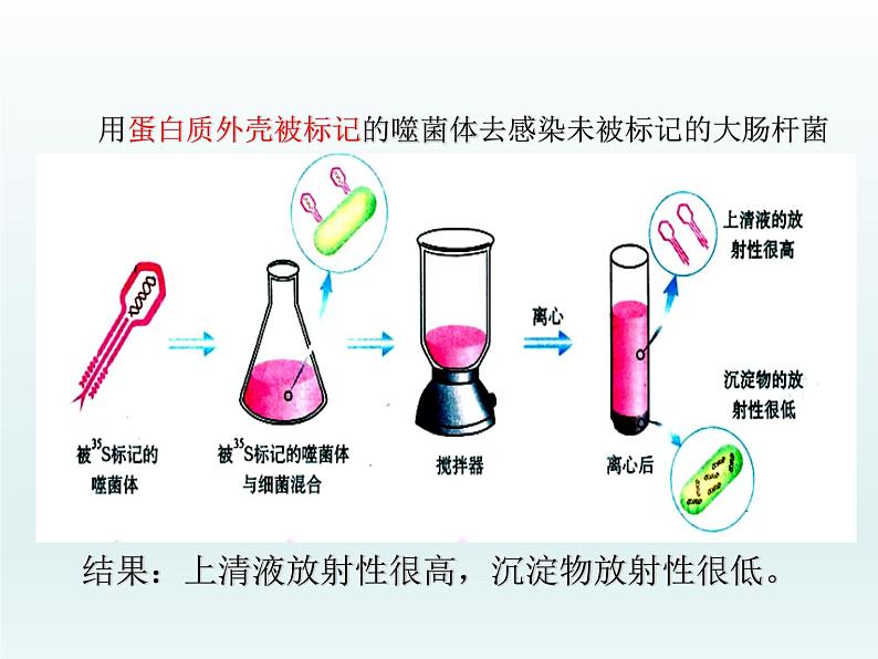 3.1 核酸是遗传物质2 课件2020-2021学年浙科版（2019）高一生物必修二07