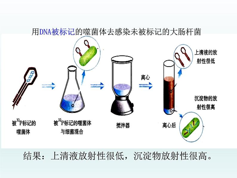 3.1 核酸是遗传物质2 课件2020-2021学年浙科版（2019）高一生物必修二08