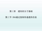 3.3 DNA通过复制传递遗传信息 课件2020-2021学年浙科版（2019）高一生物必修二