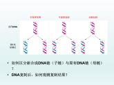 3.3 DNA通过复制传递遗传信息 课件2020-2021学年浙科版（2019）高一生物必修二