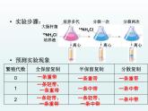 3.3 DNA通过复制传递遗传信息 课件2020-2021学年浙科版（2019）高一生物必修二