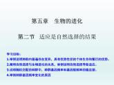 5.2 适应是自然选择的结果 课件2020-2021学年浙科版（2019）高一生物必修二