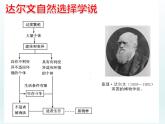 5.2 适应是自然选择的结果 课件2020-2021学年浙科版（2019）高一生物必修二