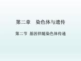 2.2 基因伴随染色体传递 课件2020-2021学年浙科版（2019）高一生物必修二