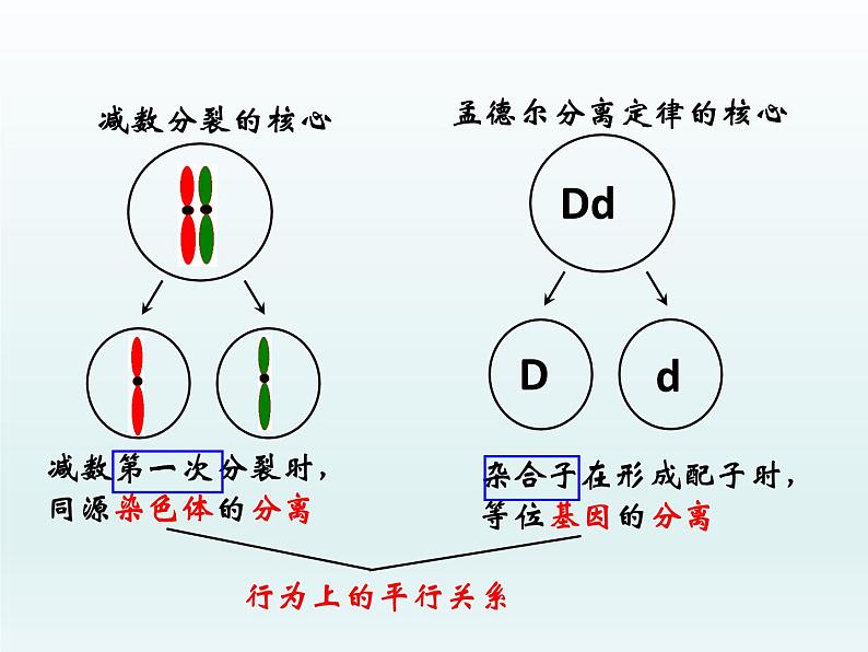 2.2 基因伴随染色体传递 课件2020-2021学年浙科版（2019）高一生物必修二04