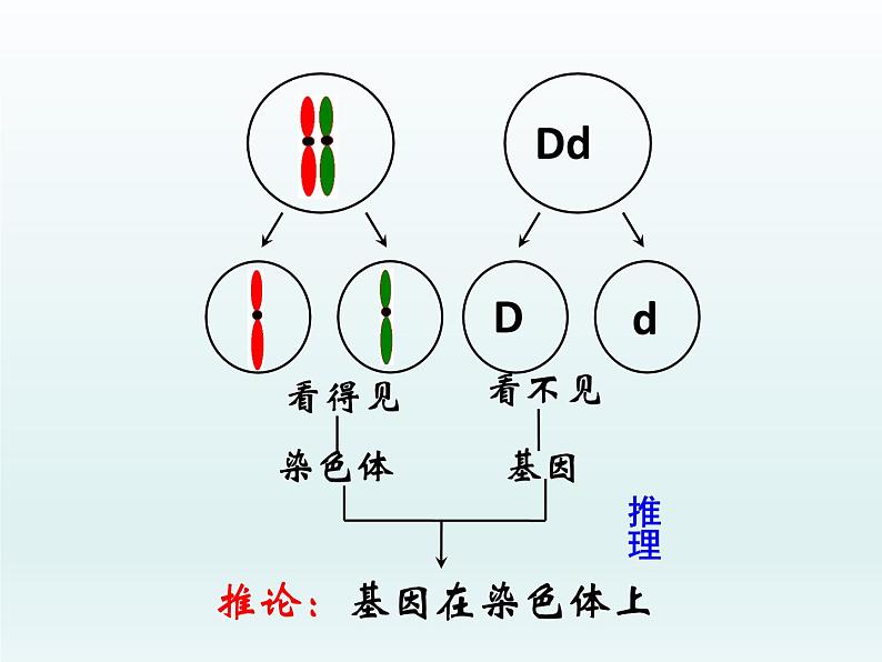 2.2 基因伴随染色体传递 课件2020-2021学年浙科版（2019）高一生物必修二05