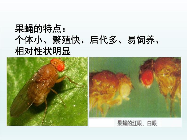 2.2 基因伴随染色体传递 课件2020-2021学年浙科版（2019）高一生物必修二07