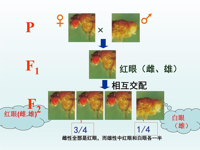 2.2 基因伴随染色体传递 课件2020-2021学年浙科版（2019）高一生物必修二08