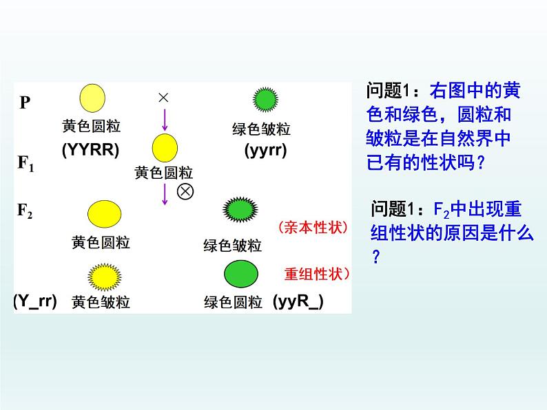 4.2 基因重组使子代出现变异 课件2020-2021学年浙科版（2019）高一生物必修二02