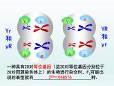4.2 基因重组使子代出现变异 课件2020-2021学年浙科版（2019）高一生物必修二